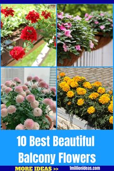 different types of flowers are shown in this collage with the words 10 best beautiful balcony flowers