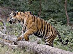 a tiger walking on top of a fallen tree