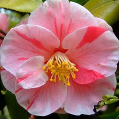 Camellia japonica 'Tricolor' ~ Tricolor Camellia-ServeScape Cold Hardy Camellia, Abelia Kaleidoscope, Red Camellia Bouquet, Camellia Red, Middlemist Red Camellia, Red Season, Wildlife Gardening