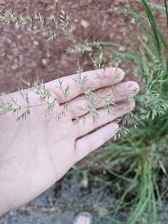 a person's hand holding some green plants