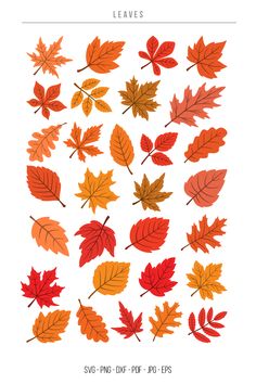 Vactor Leaves SVG, Fall Leaves, Autumn Leaves, SVG, PNG Easy Fall Leaves To Draw, Fall Leaves Cutout, Autumn Leaves Printable, Drawing Autumn Leaves, Easy Fall Leaf Drawing, Fall Leaves Sketch, Fall Leaves Drawing Easy, Fall Leaf Illustration, How To Draw Fall Leaves