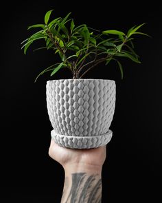 a person's hand holding up a plant in a white ceramic pot on a black background