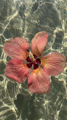 a pink flower floating on top of the ocean next to rocks and water ripples