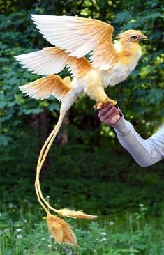 a person holding a bird in their hand with it's wings spread wide open