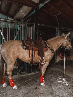 a brown horse with red boots standing in a stable