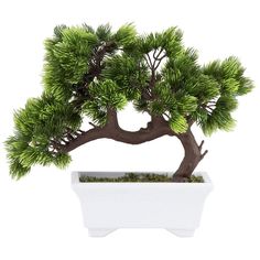 a small bonsai tree in a white pot