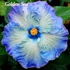 a blue and white flower with the words golden seed on it's center surrounded by green leaves