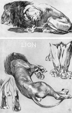 two drawings of lions laying on the ground