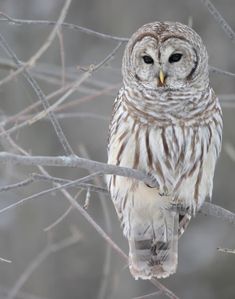 an owl sitting on top of a tree branch with the caption praying for a dear friend today