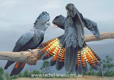 two parrots sitting on top of a tree branch with their wings spread wide open