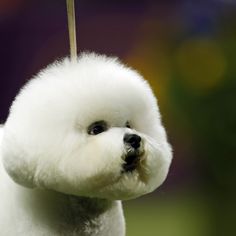 a white poodle dog ornament hanging from a string in front of a blurry background