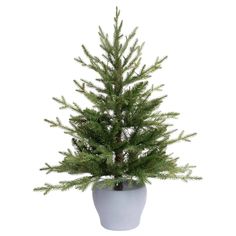 a small pine tree in a white pot