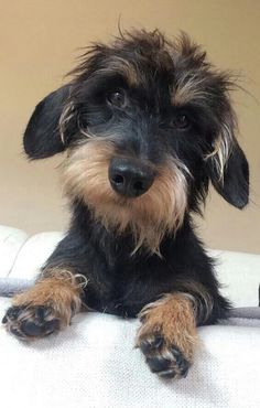 a small black and brown dog laying on top of a bed