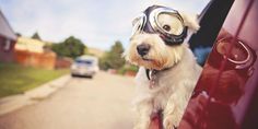 a white dog wearing goggles and sitting in the drivers seat of a red car