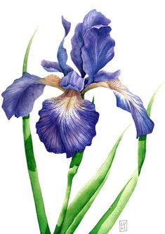 a watercolor painting of a blue iris flower