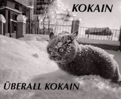 a black and white photo of a cat in the snow with words written below it