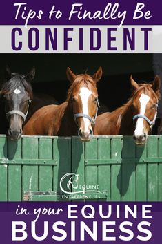 three horses looking over the top of a green fence with text that reads tips to finally be confident in your equine business