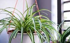 two potted plants in front of a window