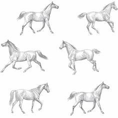 sample burnett off white horses wallpaper from design department by brewster 1 Ios 16 Wallpaper Horse, Micah Bell Wallpaper, Vintage Sports Decor, Horses Wallpaper, Novelty Wallpaper, Wallpaper Off White, Off White Wallpapers, Brewster Wallpaper, Wallpaper Warehouse