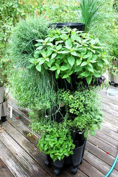 there are many potted plants on the deck