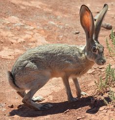 a rabbit is standing in the dirt and looking at something