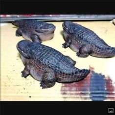 three small alligators are sitting on a table