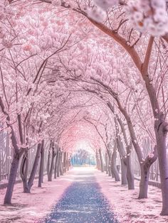 a pathway lined with pink trees in the middle of a forest filled with lots of leaves