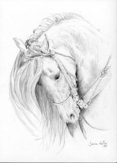 a pencil drawing of a horse wearing a bridle and headdress on it's face