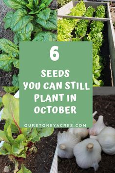 several different types of vegetables and plants with the words 6 seeds you can still plant in october