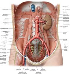 the anatomy of the stomach and its major vessels, including the urphoidus