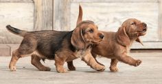 two puppies are playing outside together on the cement floor and in front of a wooden door