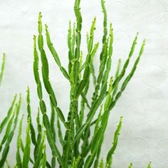 some very pretty green plants by a white wall