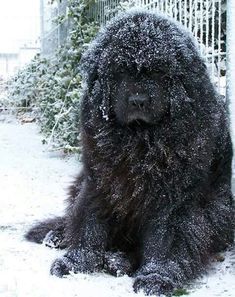 a large black dog sitting in the snow next to a white fence and shrubbery