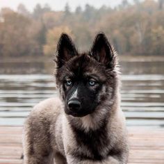 a black and white dog standing on top of a wooden pier next to a body of water