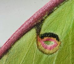 a close up view of the inside of a green butterfly's wing and eye