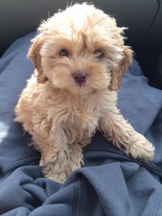 a small brown dog sitting on top of a blue blanket