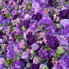 purple flowers with green leaves and pink blooms in the center are all over the place