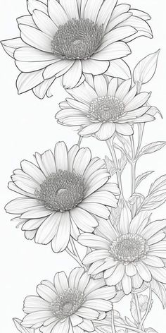 three daisies are shown in black and white, with one flower on the left side