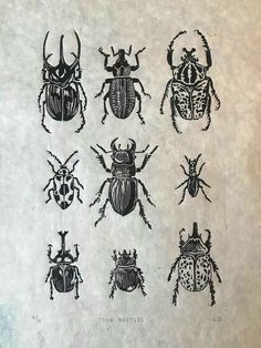 six different types of bugs are shown in black ink on white paper, each with an insect's head and legs