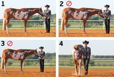 four pictures showing how to groom a horse