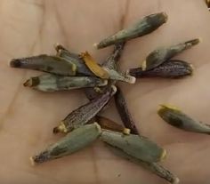 several pieces of green beans on a person's hand, with the peels still attached to them