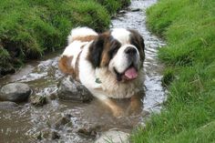 a large brown and white dog standing in some water