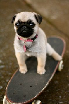 a pug dog sitting on top of a skateboard with the caption dogs what is a women's best friend?