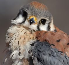 a close up of a small bird with brown and white feathers on it's head