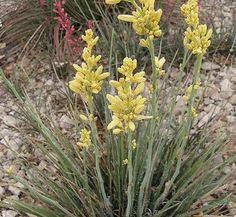 yellow flowers blooming in the desert with red and green plants behind them on gravel ground