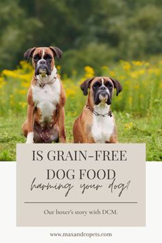 two dogs sitting in the grass with text overlay that reads is grain - free dog food helping your dog?