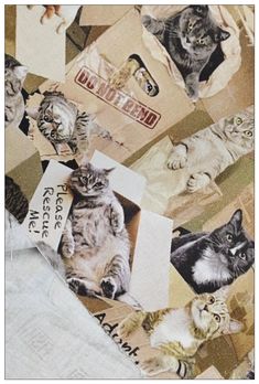 several cats sitting on top of papers with stickers attached to them, all in different colors and sizes