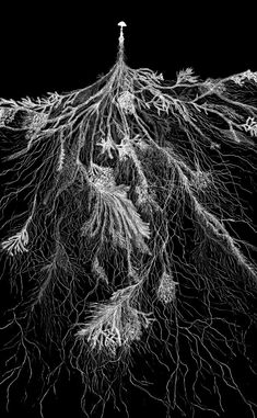 an artistic black and white photo of trees with roots on it's sides, in the dark