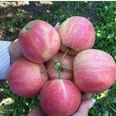 a person holding several apples in their hand