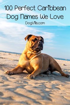 a dog sitting on the beach with text overlay how to travel with a dog